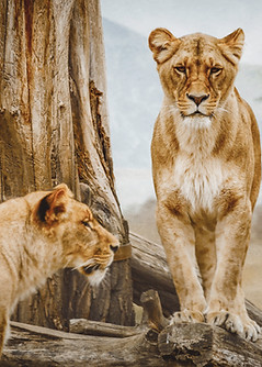 Lionesses