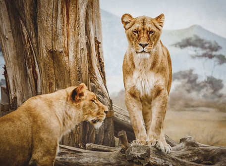 Lionesses