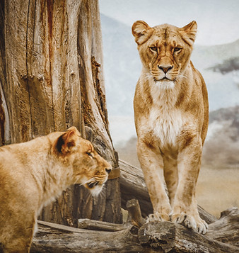 Lionesses