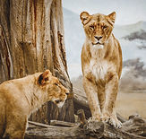Lionesses