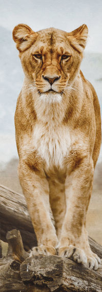 leoas