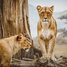 Lionesses