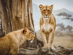 The Animals are our Brothers, only in this Knowledge do we Arrive at True Humanity