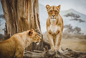 lionesses
