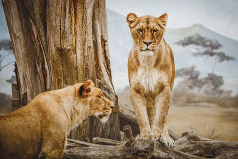 Courage does not always roar. 