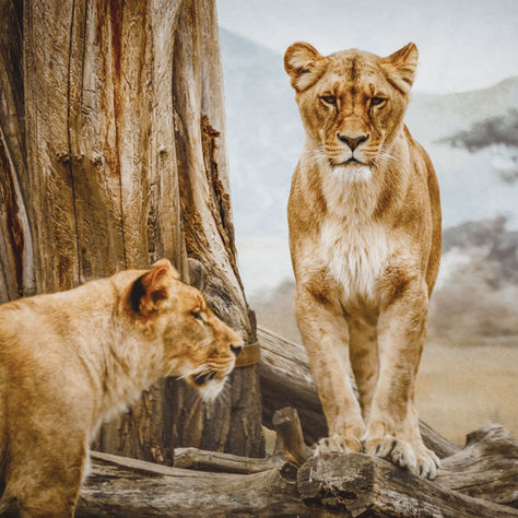 Are Lions Endangered?