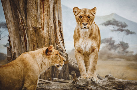 Lionesses