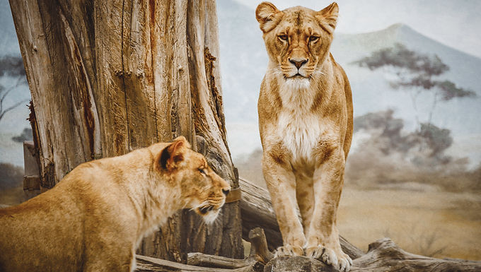 Safari Trip at the Kruger National Park