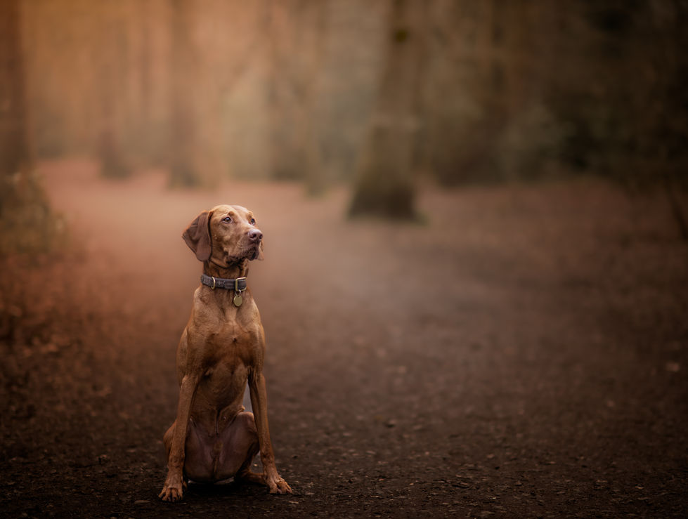 Vizsla dog photo in the woods