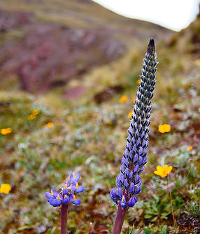 VIOLETA.jpg