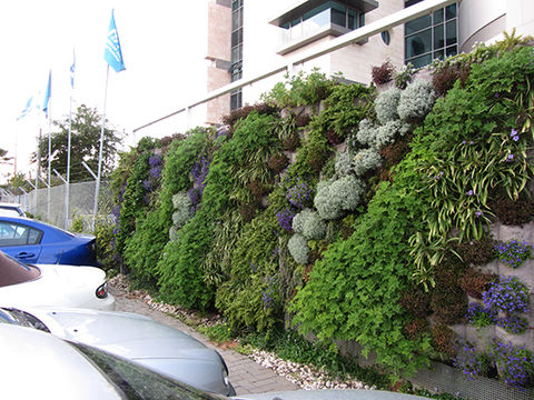 blooming wall nov 2012