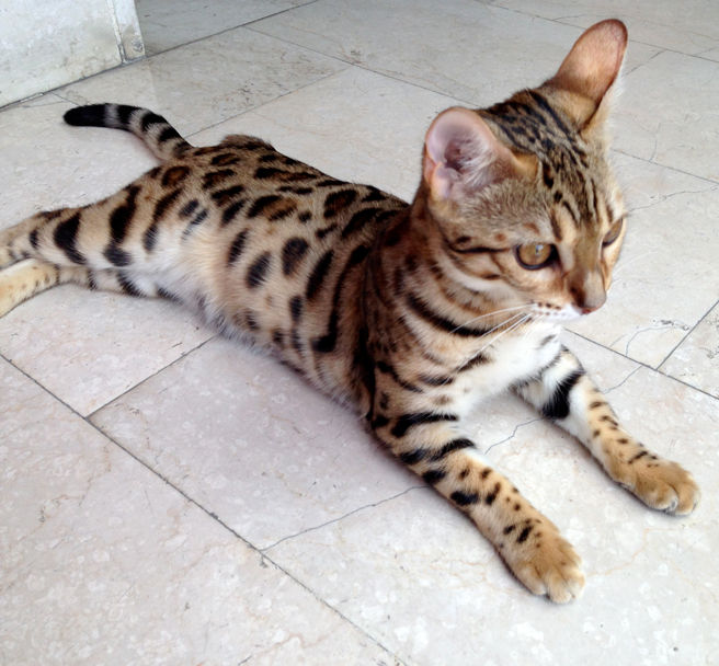 Yukiko brown spotted white belly