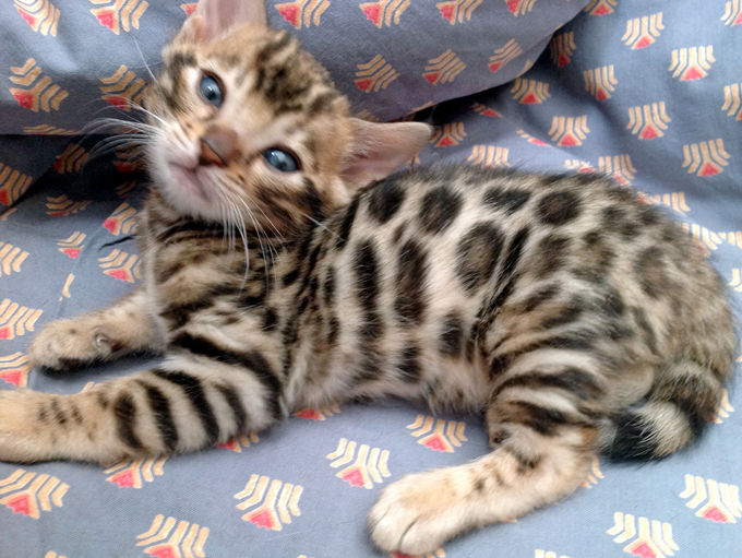 Sayuribengals Mailo Black Maori