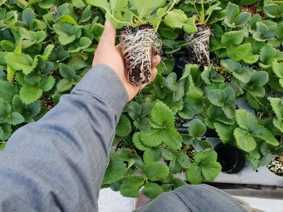 カタツムリポット