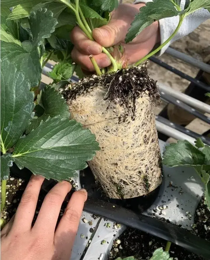 カタツムリポット