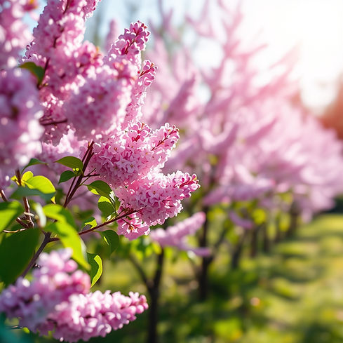 a grove of lilac trees blossoming in the spring sun with a bokeh effect and evoking the fe