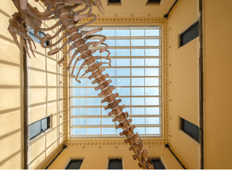 Nova claraboia do Museu Nacional torna-se destaque