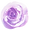 purple-rose-1.png