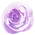 purple-rose-1.png