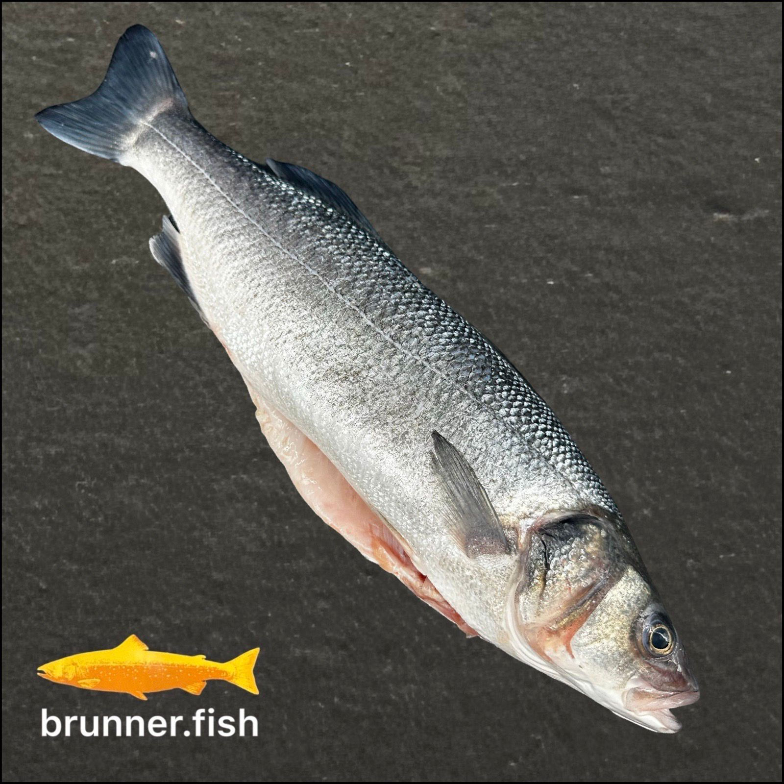 Loup de Mer (Wolfsbarsch) ganz, ausgenommen