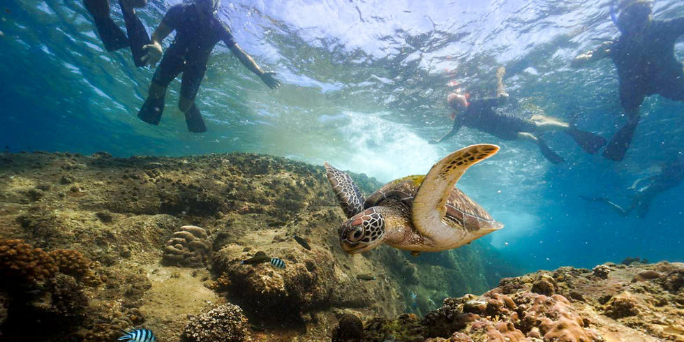 Snorkelers swim above a sea turtle near a coral reef. Clear blue water