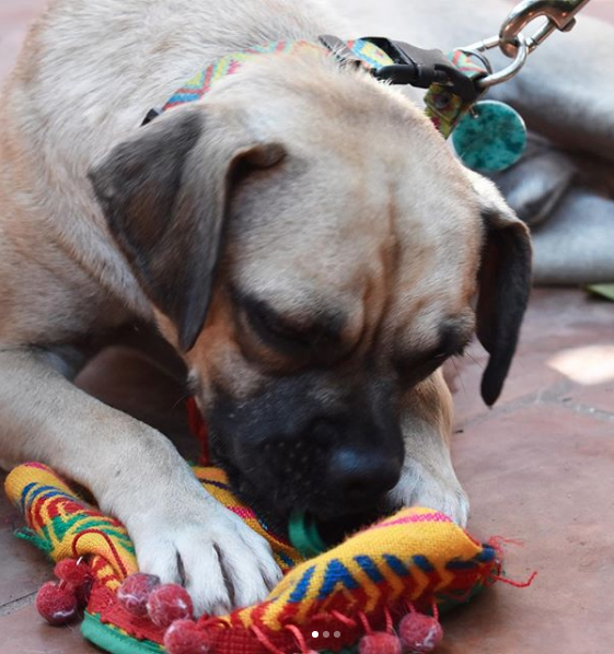 Adopta Guadalajara