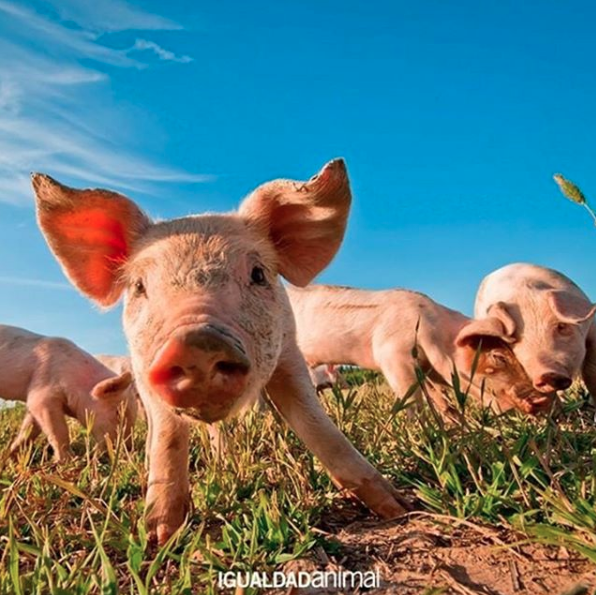 #GoVegan