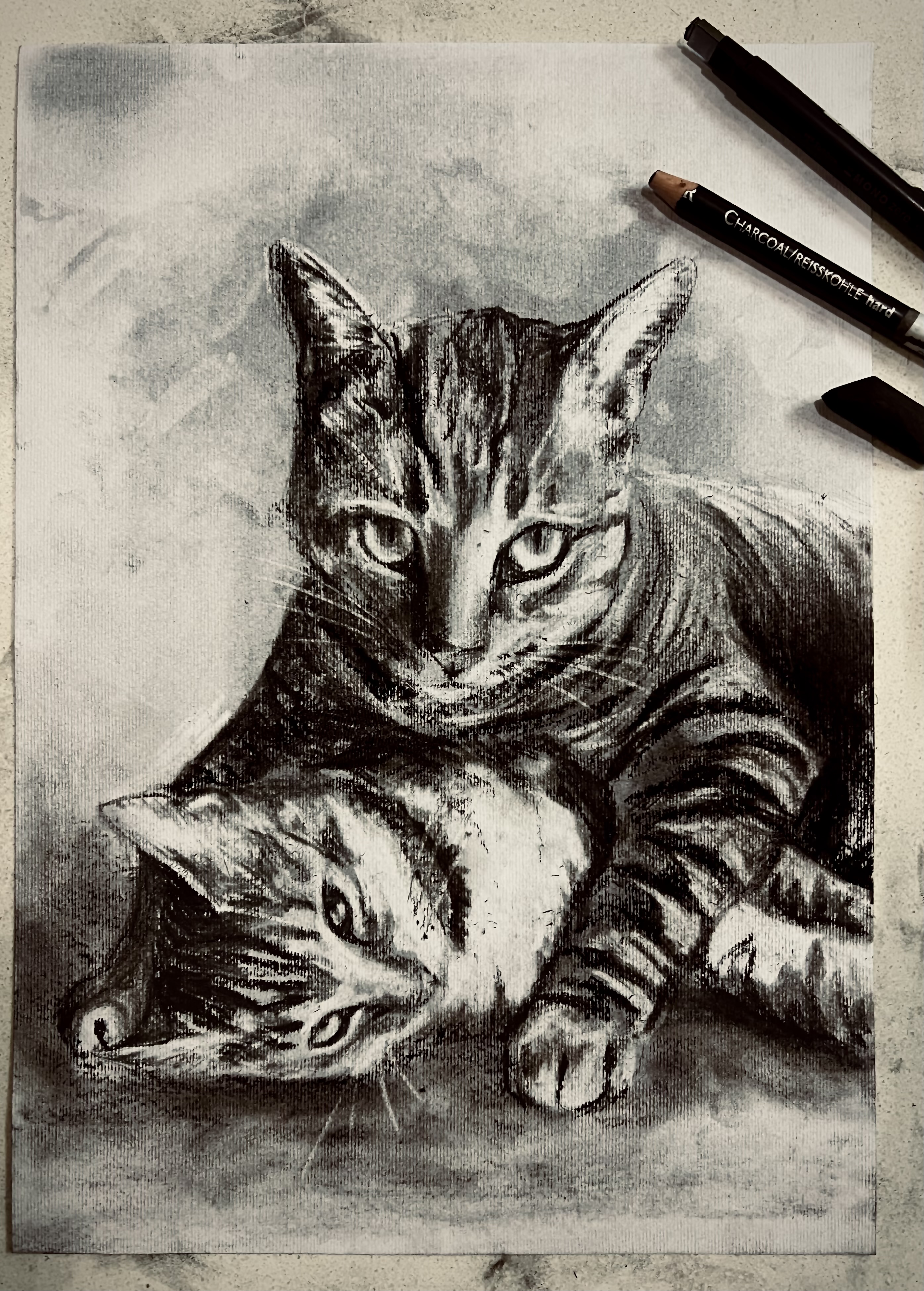 Two of a kind by Diana du Toit, charcoal depiction of two cats