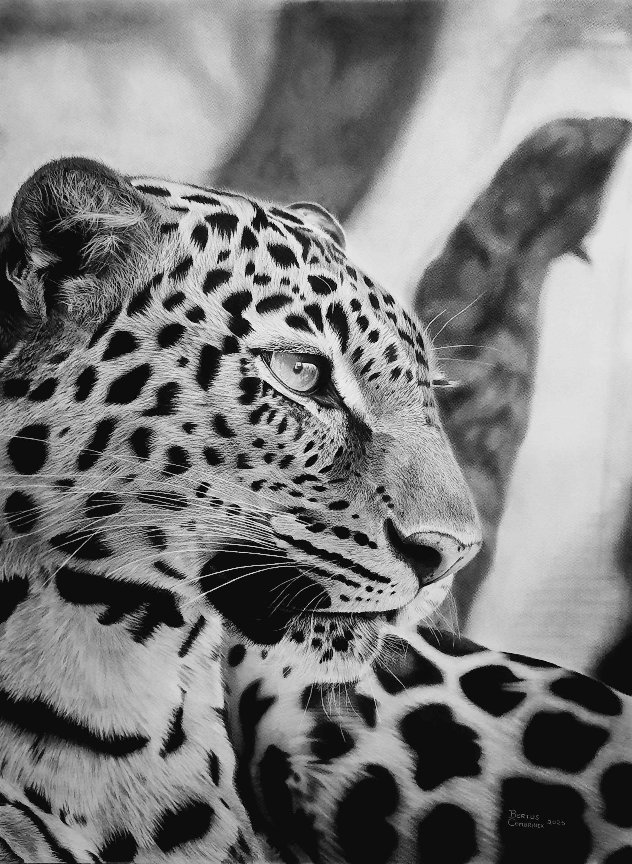 Lying In Wait by Bertus Combrinck, charcoal leopard head portrait