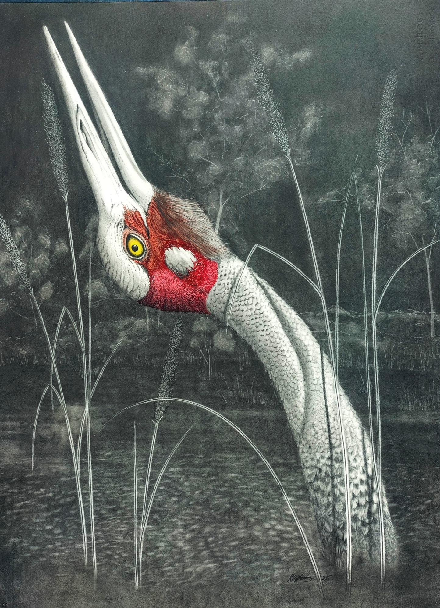 Brolga by Kevin H Young, depicting a tall, slender bird with red markings and a graceful pose
