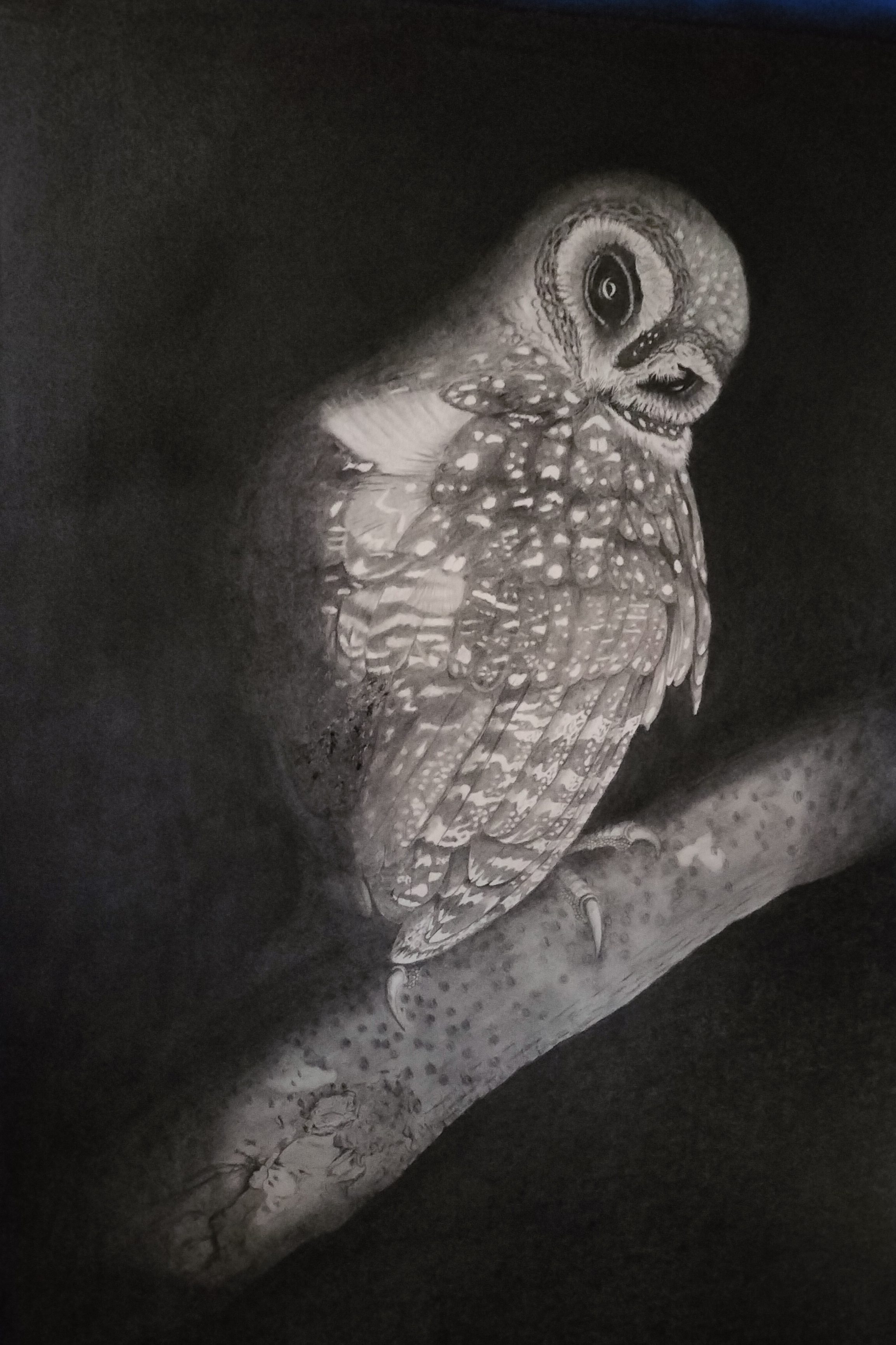 Greater Sooty Owl by Kevin H Young featuring detailed owl illustration