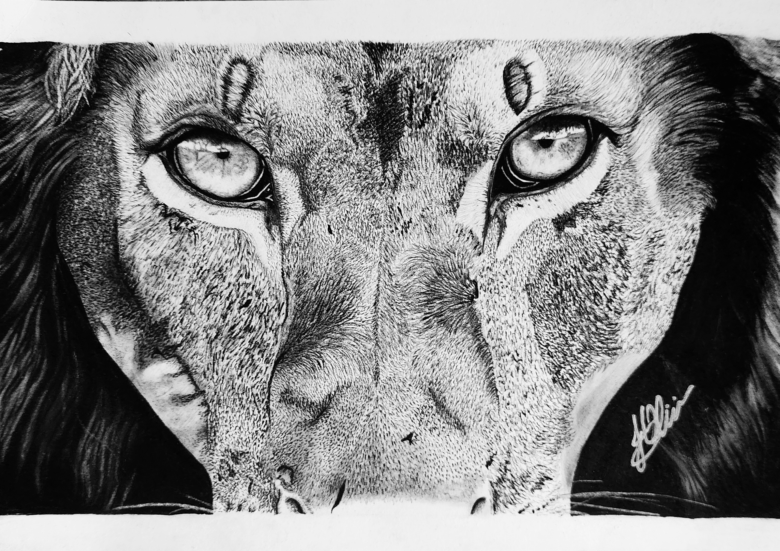 Piercing Gaze by Janelle Olivier, close-up of a lion's face with piercing eyes