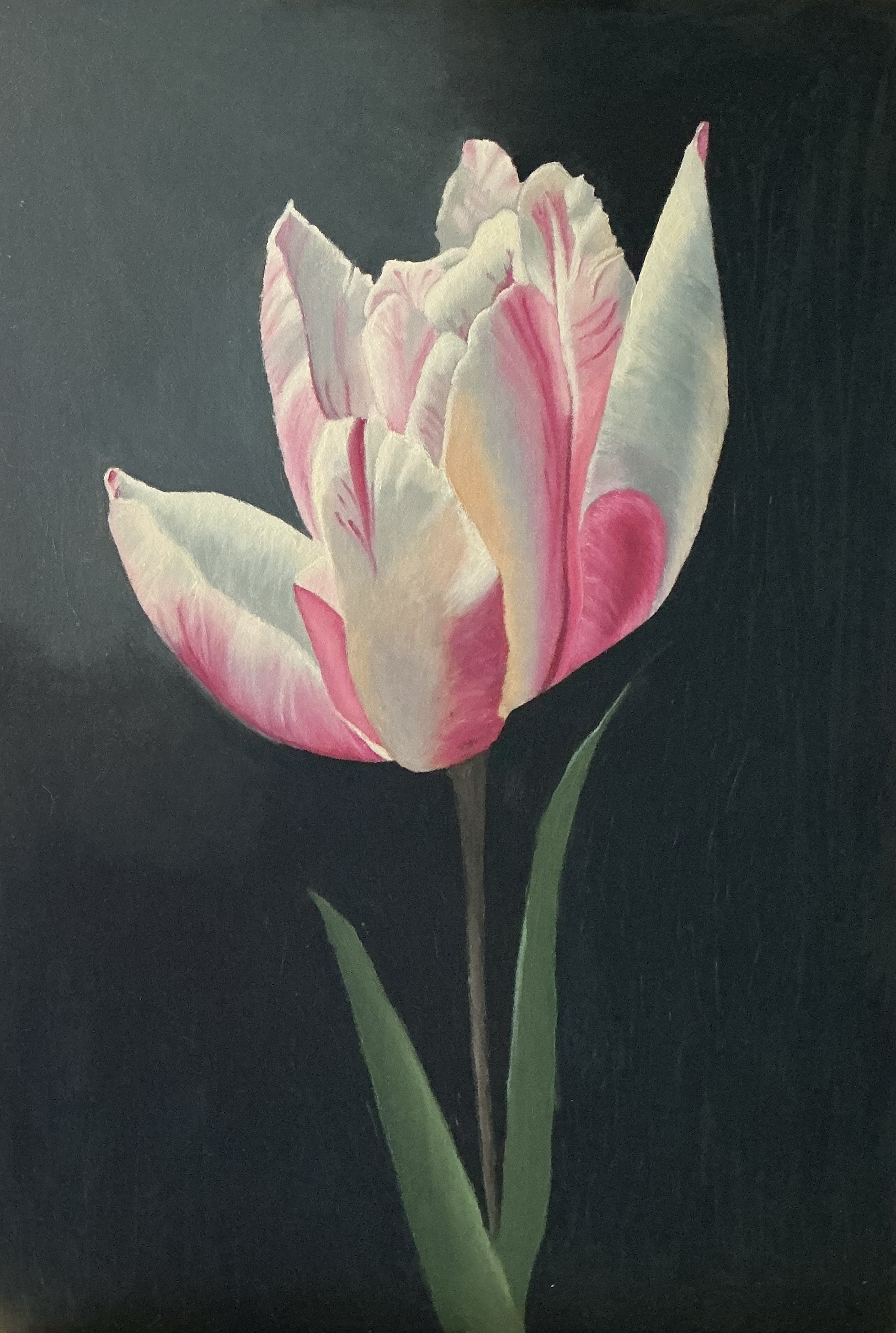 Dawn’s Tulip by Thor Jordaan, single tulip against dark background