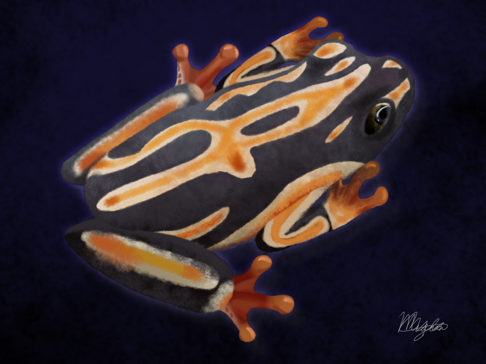 Painted Reed Frog by Mignon Malherbe, bold orange and black striped pattern