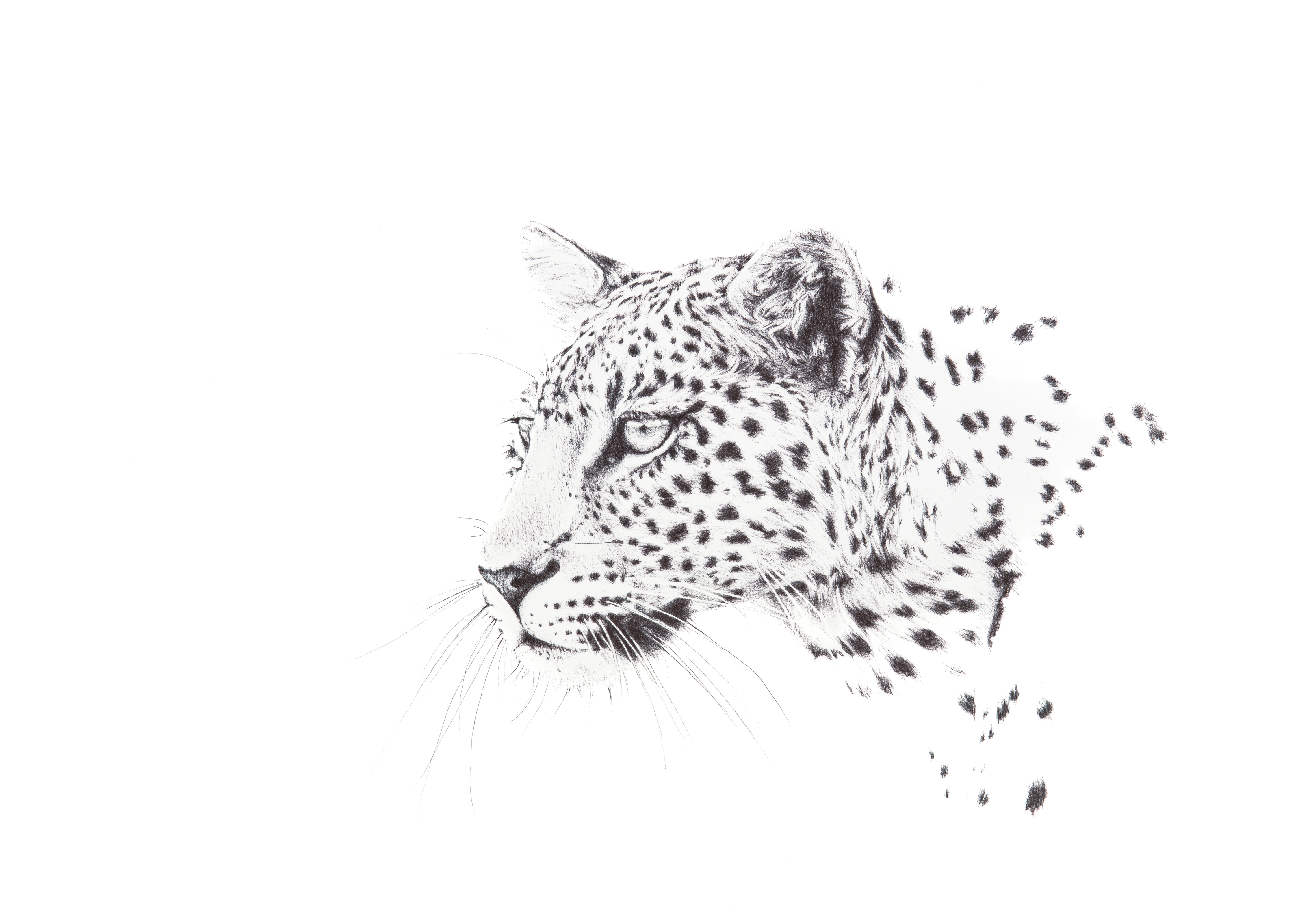 The Hunt by Emma James, a detailed ballpoint pen leopard illustration