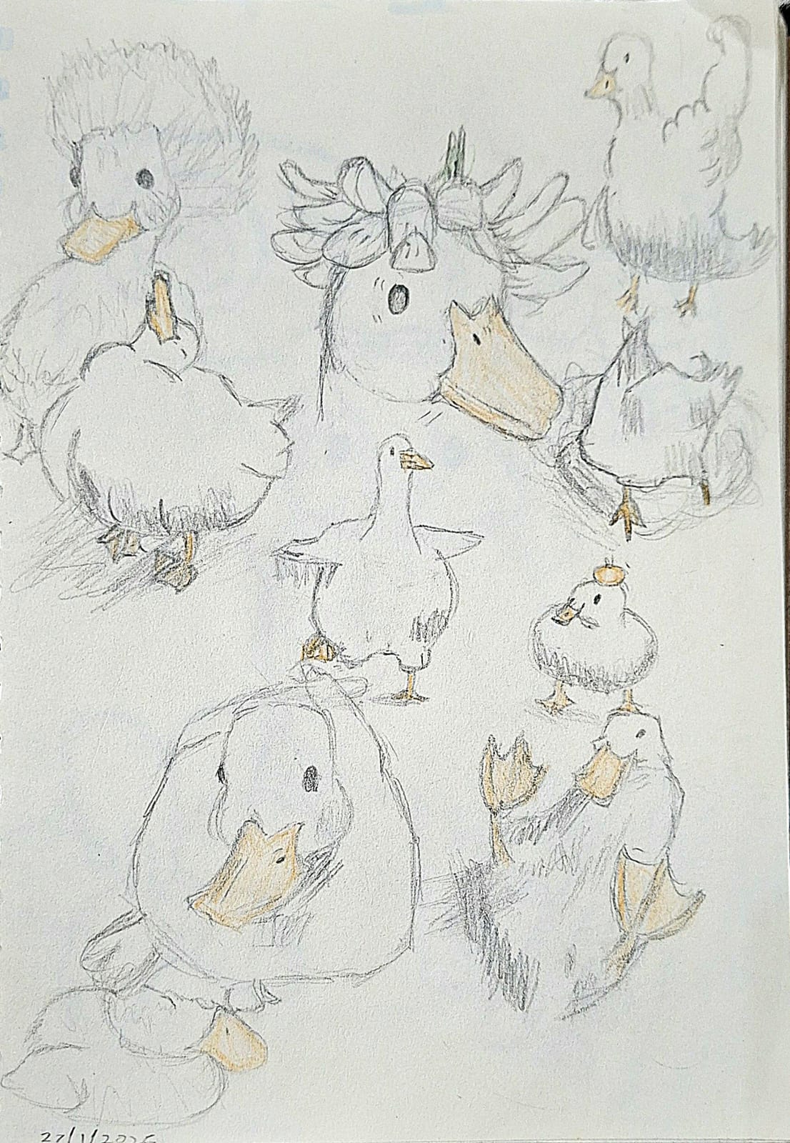 Sketching: Pencil/colored pencil drawings by FIZA KHAN, dynamic ducks and ducklings