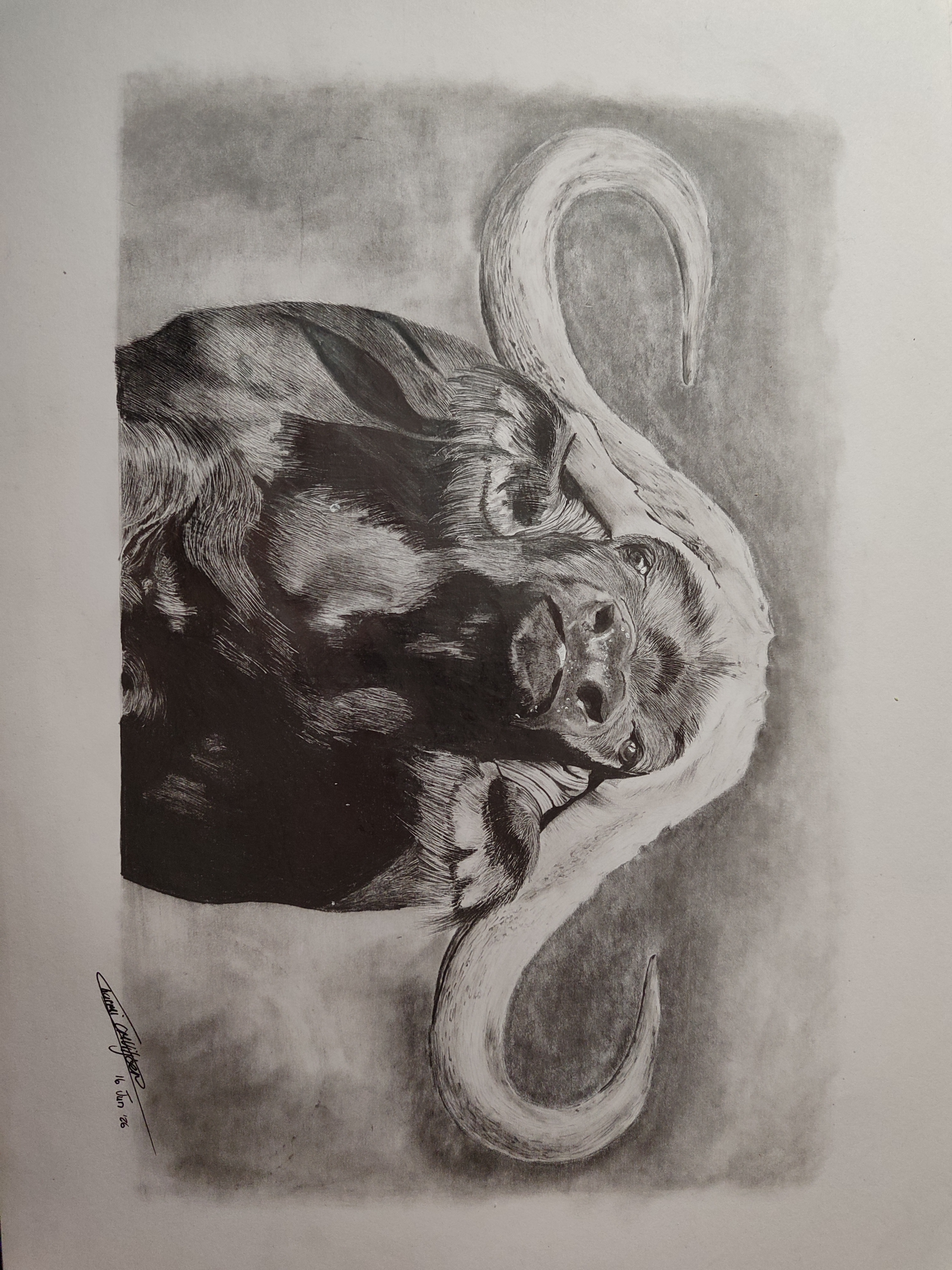 Inala by Christina van der Westhuizen, detailed buffalo in grayscale