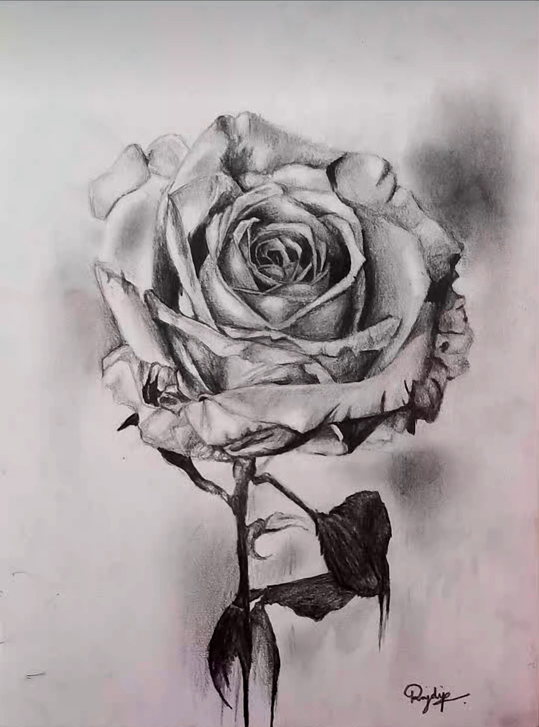 Rose by Rajdip Roy Chowdhury, detailed black and white rose sketch