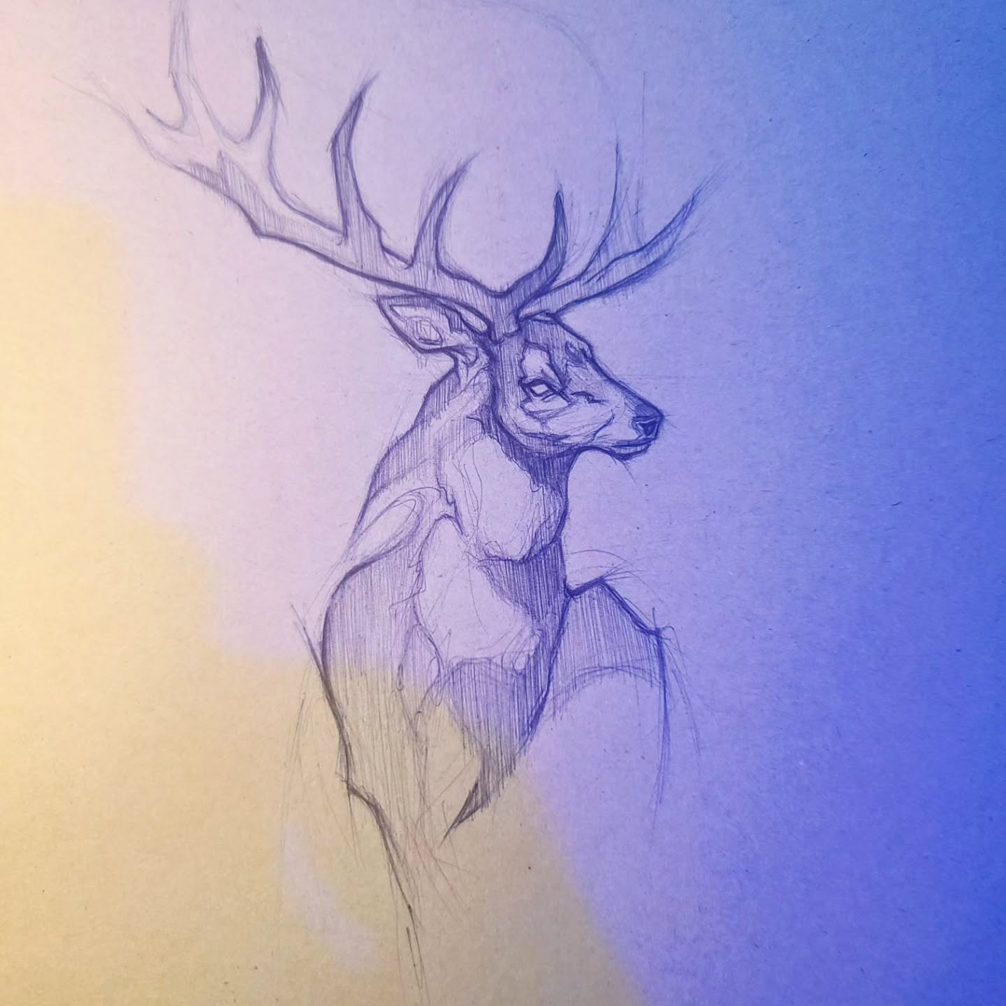 Buck Deer by Afro Baby, pencil sketch of a buck deer head and antlers