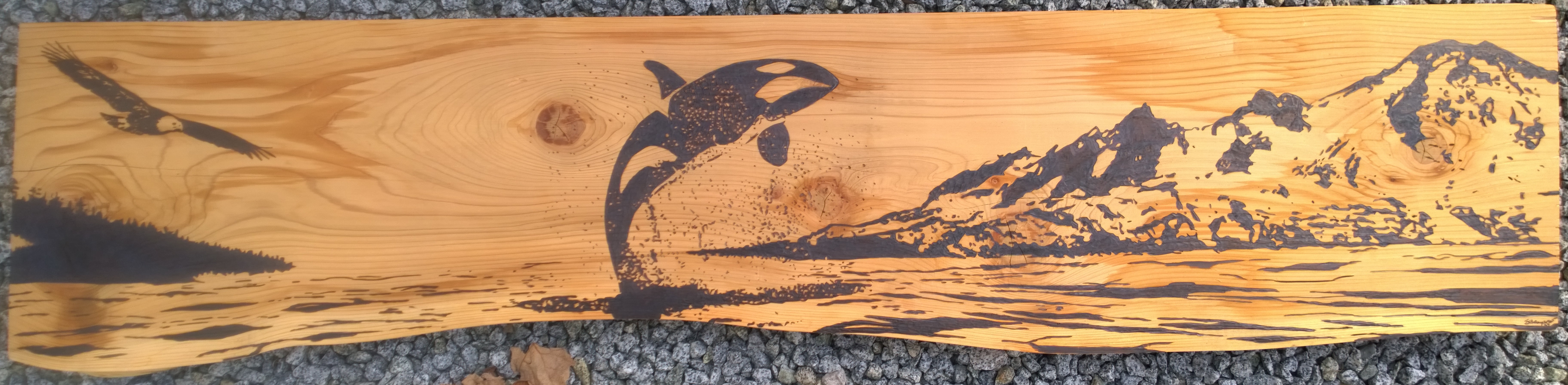 Westcoast Panorama by Scott Beaupre, an orca breaching on wood