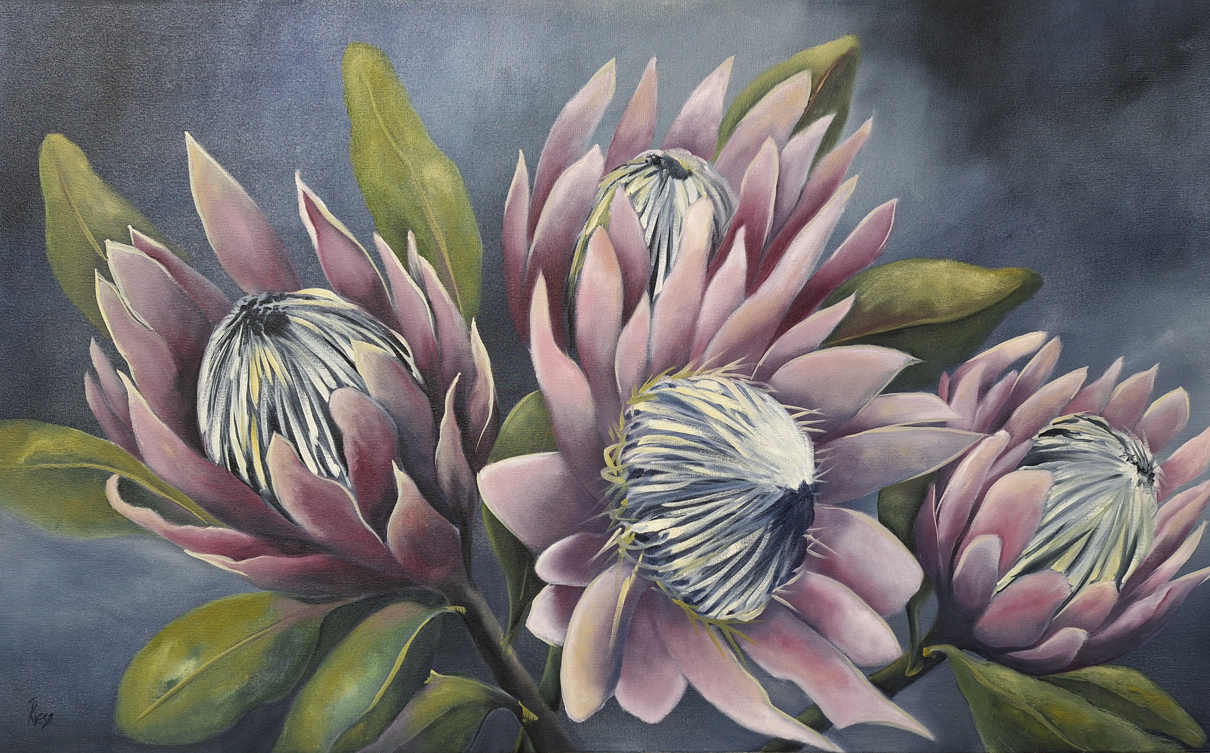 Whispers of the proteas by Riesa Maree, dusky pink King proteas with silvery centers
