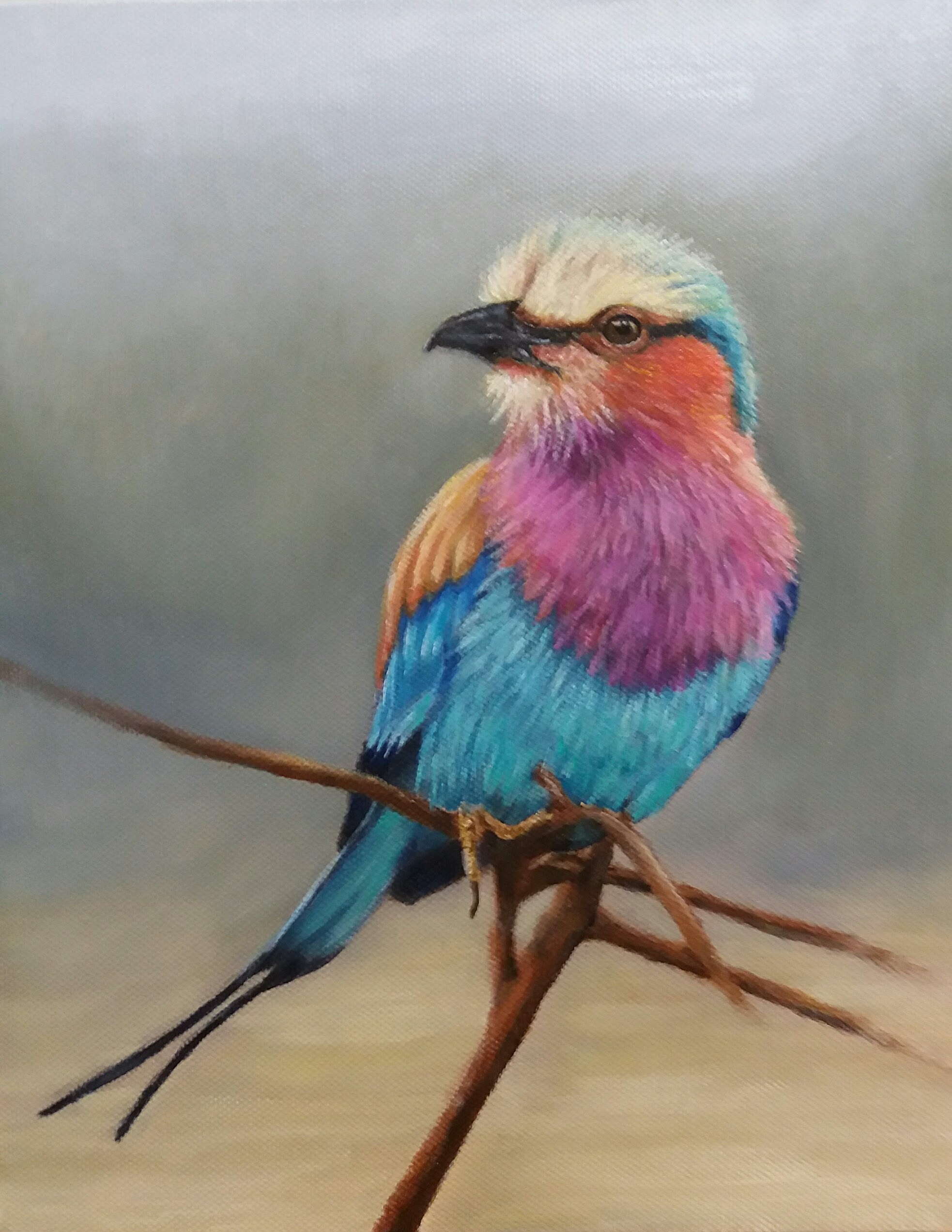 Lilac breasted roller by Karen Dempsey featuring a vividly colored bird perched on a branch