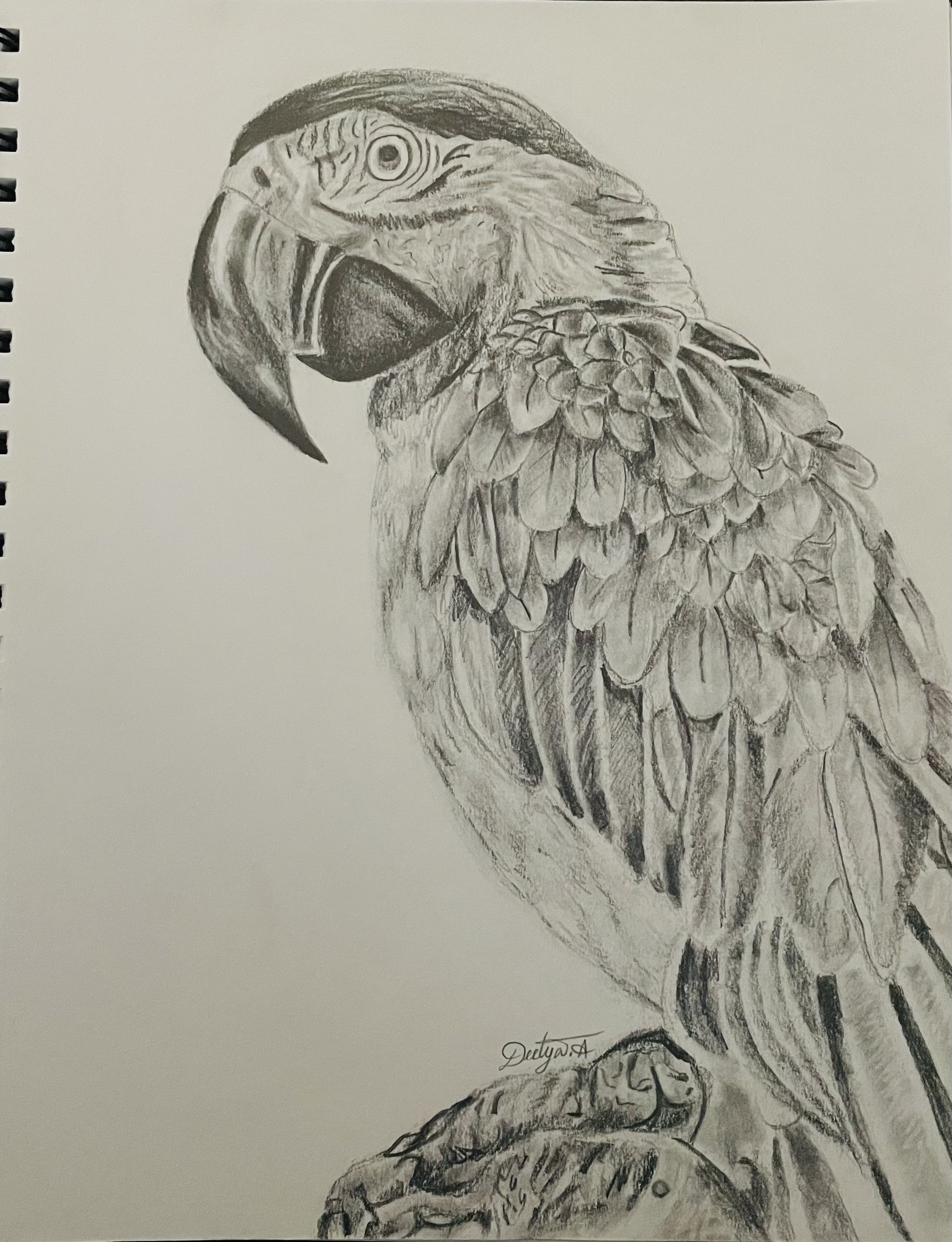 Parrot (Pencil Sketch) by Deetya Amuluru - detailed pencil drawing of a parrot