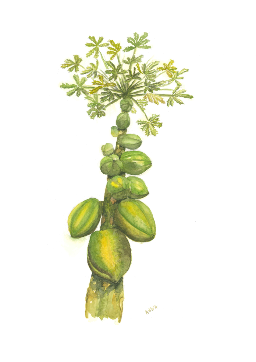 Papay Infini by Ajna Ram, papaya tree viewed from below