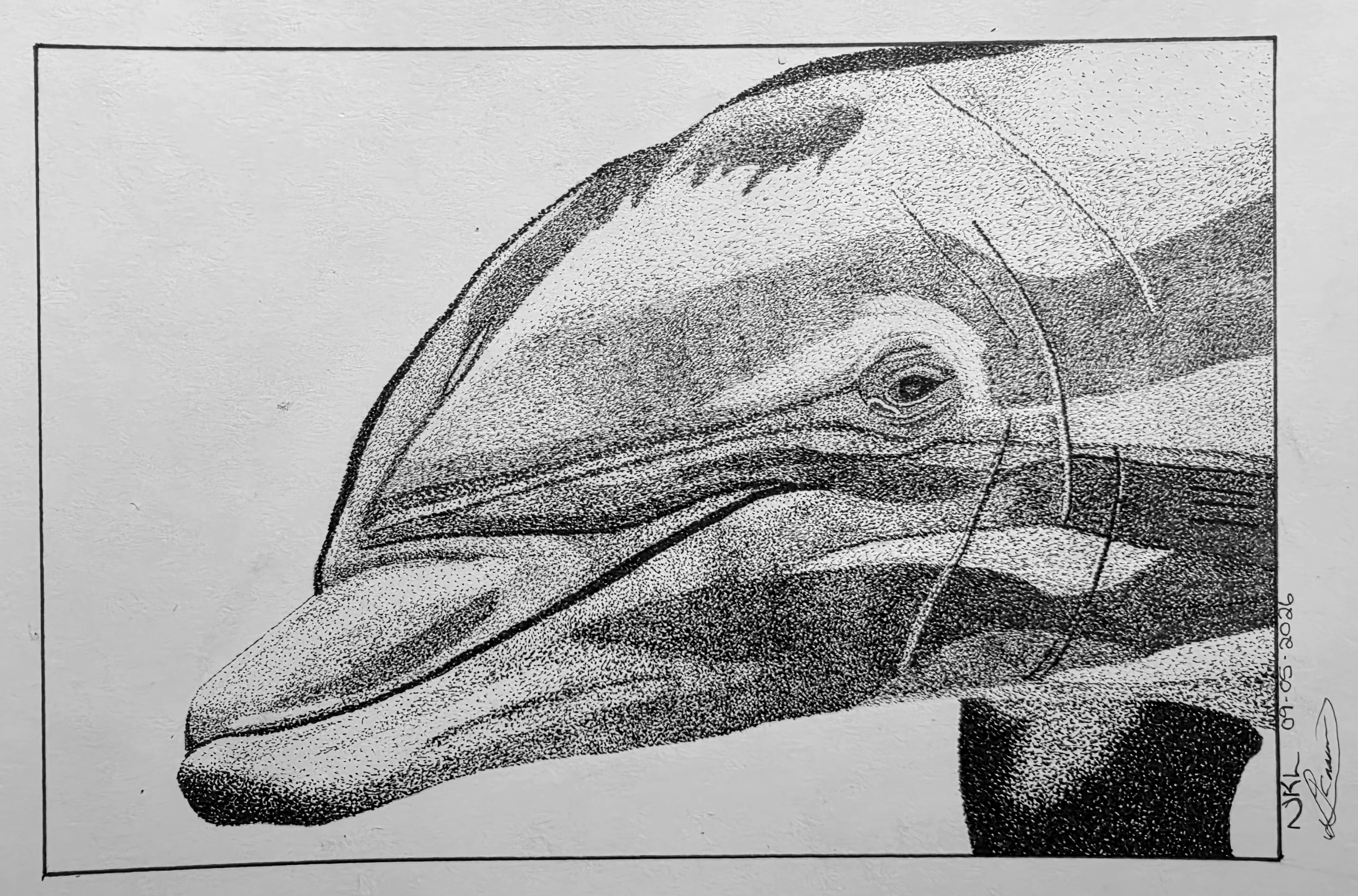 Joy Unbound by Nicole Kim Larsen, serene dolphin profile