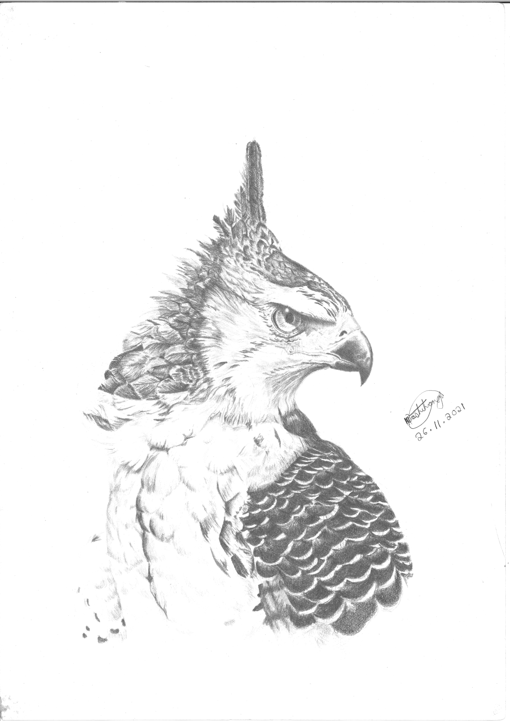 The falcon by Risto Nashihanga, detailed falcon depiction