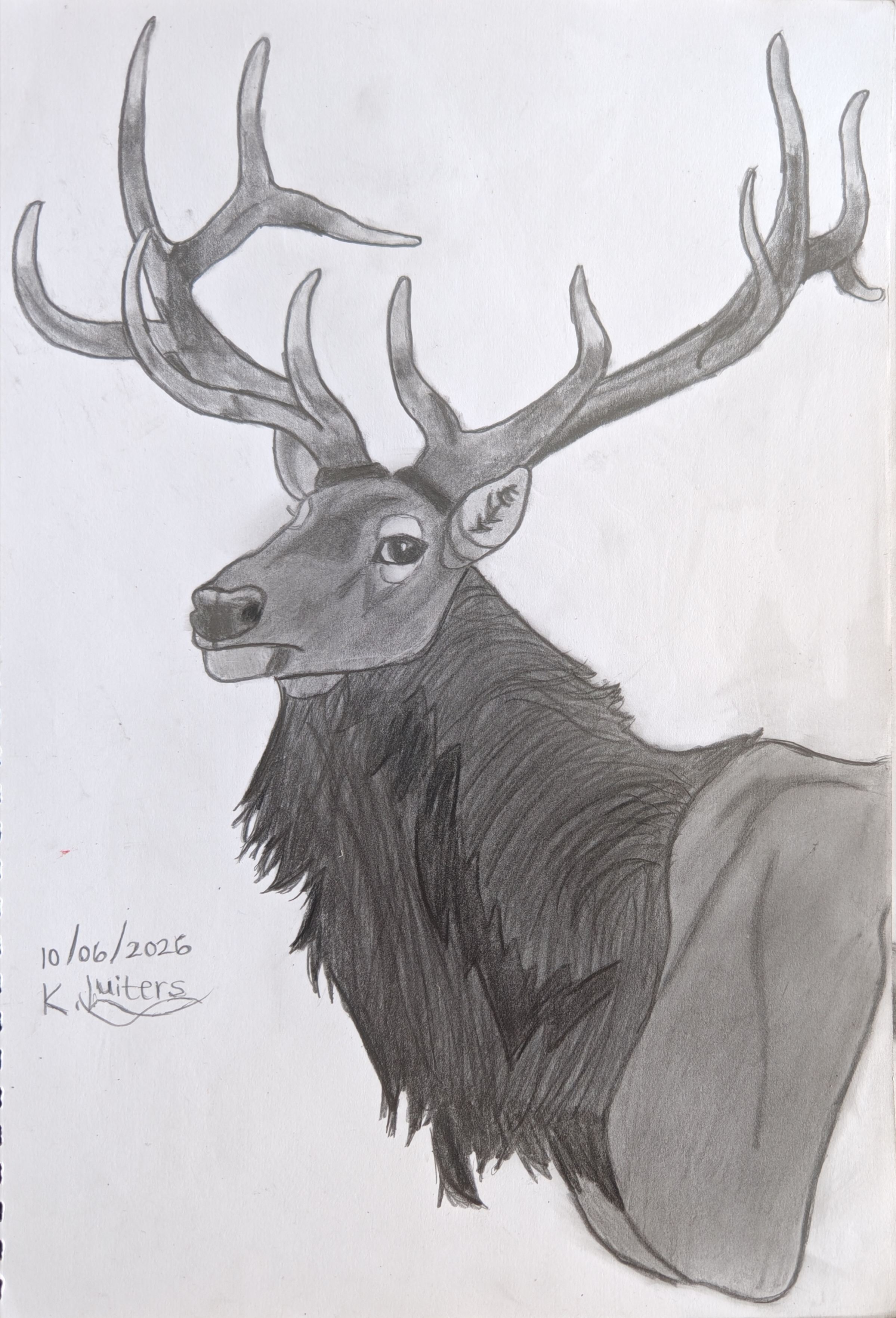 Elk by Kayla Luiters, pencil drawing of a majestic elk with wide antlers