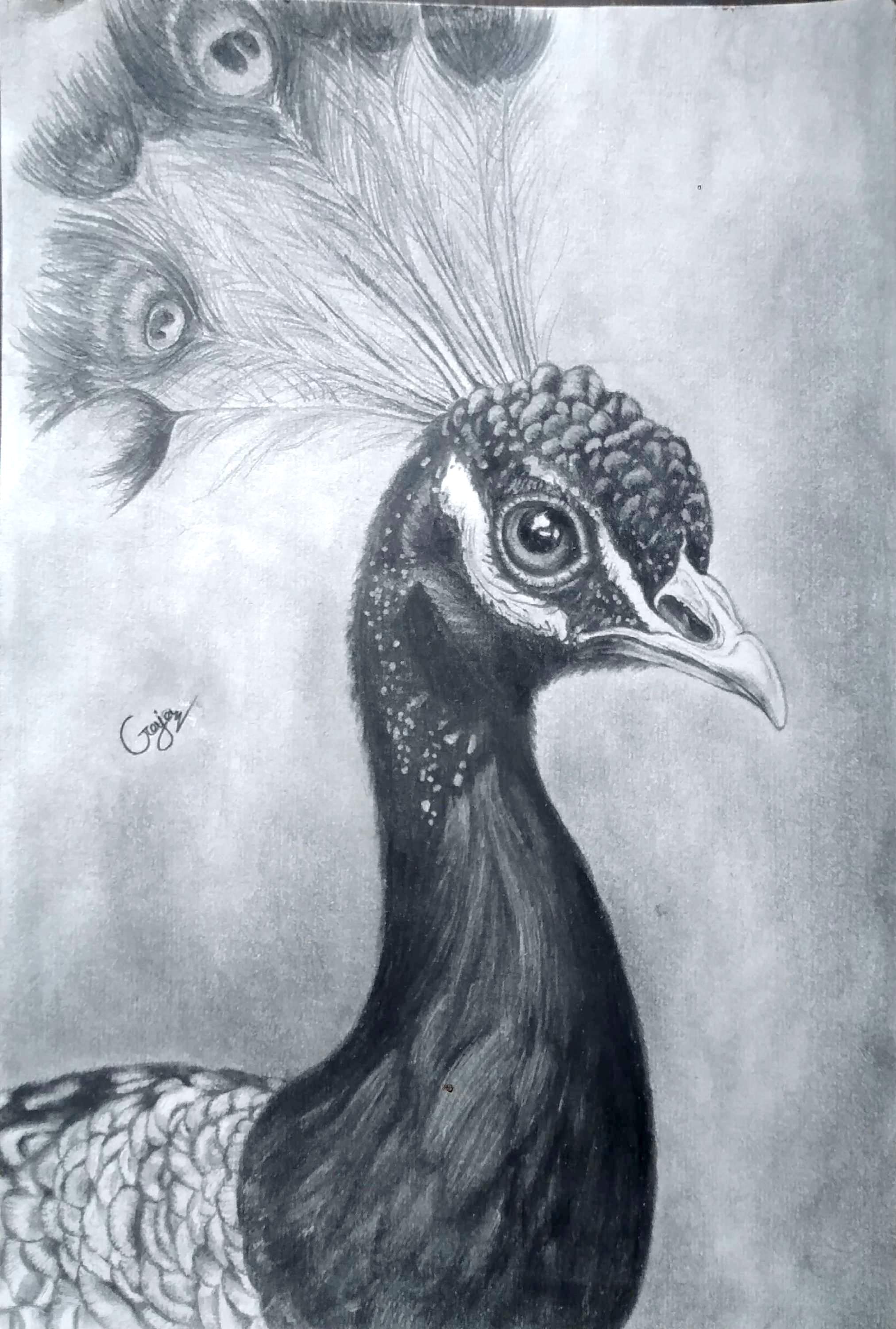 The peacock's pride by Thanikasalam Gajanan, detailed profile of a peacock