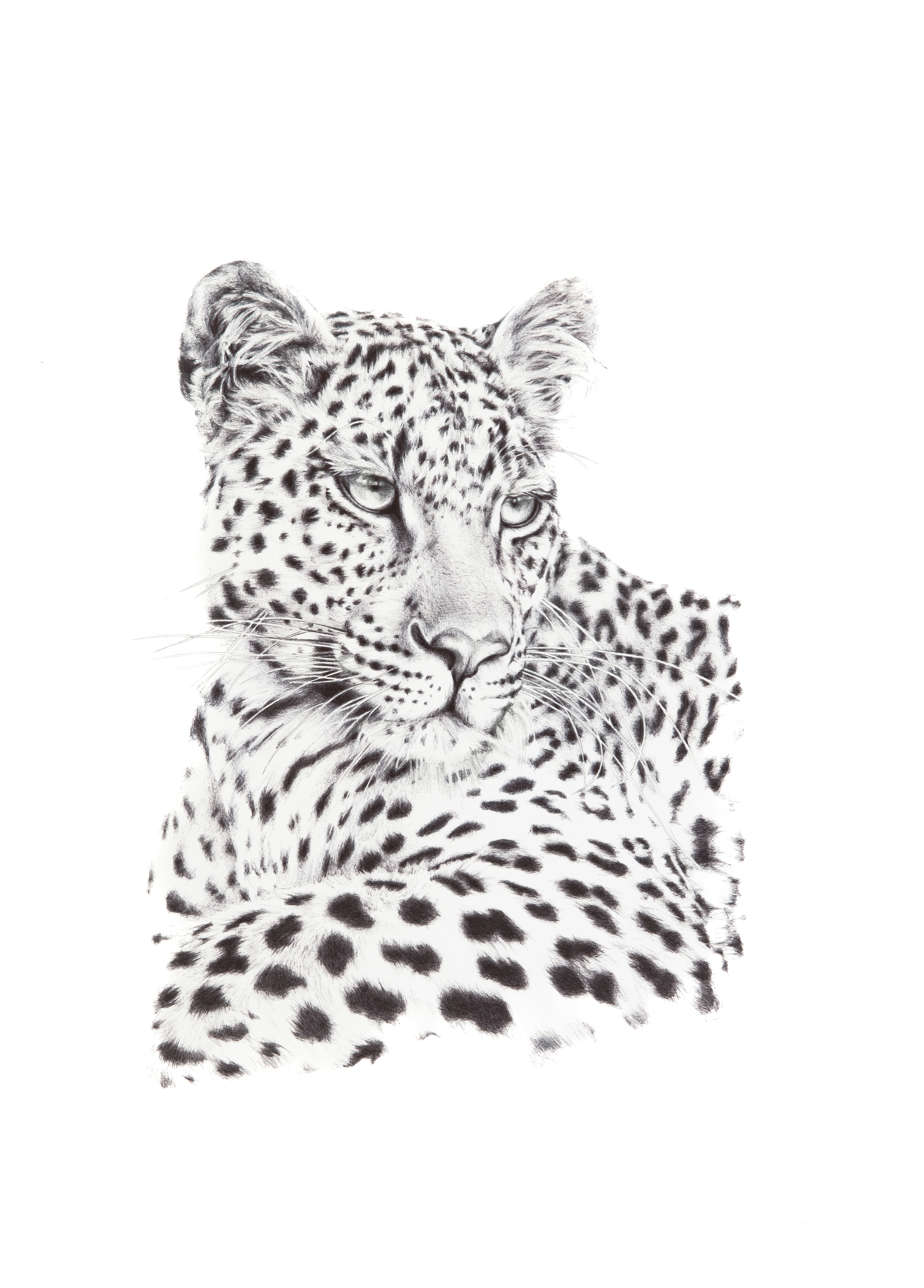 As I Please by Emma James, drawing of a relaxed leopard with detailed face