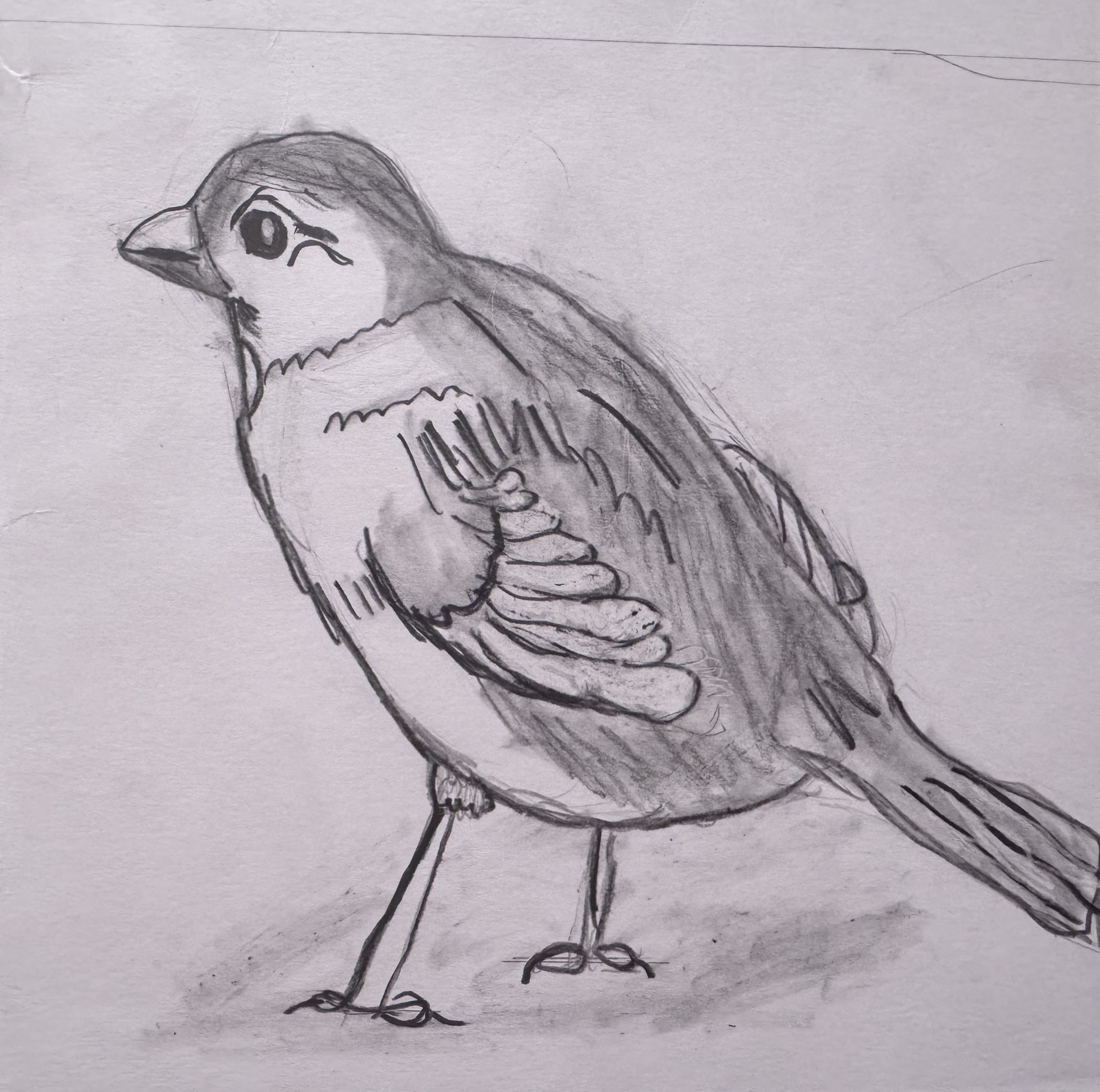 Bob the Robin by Ryan van den Heever, pencil drawing of a robin in profile